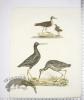 Dusky Sandpiper; Common Sandpiper